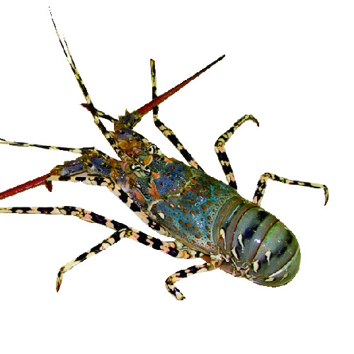 Tôm hùm xanh có thể dài tới 30cm, thịt ăn dai và ngọt nên rất được ưa chuộng tại Việt Nam. Ảnh: haisanphamdanh.