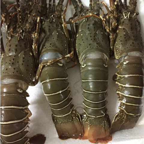 Tôm hùm baby có một lớp gạch vàng ươm ỏ dọc sống lưng và có kích thước nhỏ hơn các loài tôm hùm khác. Ảnh: wikimedia.