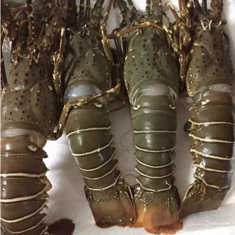 Tôm hùm baby có một lớp gạch vàng ươm ỏ dọc sống lưng và có kích thước nhỏ hơn các loài tôm hùm khác. Ảnh: wikimedia.