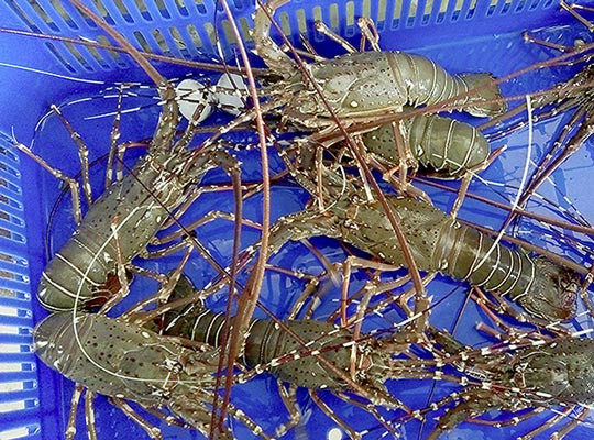 Trong khi đó, tôm hùm tre có màu sắc như tre ngà và được mệnh danh là “hoàng hậu của các loài tôm”. Ảnh: cungcaphaisan.