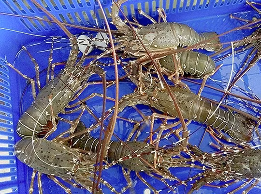 Trong khi đó, tôm hùm tre có màu sắc như tre ngà và được mệnh danh là “hoàng hậu của các loài tôm”. Ảnh: cungcaphaisan.