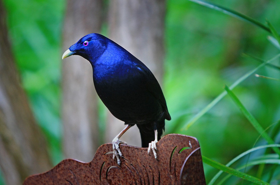 Chim bowerbird, hay còn gọi là chim phòng the là loài chim đặc hữu trong các khu rừng nhiệt đới ẩm ướt của miền đông nước Úc. Loài chim này có sở thích lạ lùng đó là ưa chuộng màu xanh dương. Ảnh pixabay.