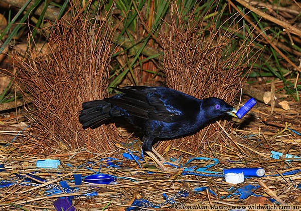 Chim bowerbird có bộ lông màu xanh đen, ánh kim, trọng lượng khoảng 250g - 300g với chiều dài thân từ đầu đến đuôi khoảng 30cm. Ảnh genkcdn.