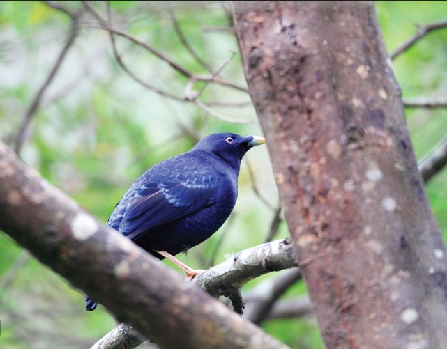 Những con chim bowerbird cái thích là dáng đi khệnh khạng hoa mỹ và những tiếng kêu lớn của chim đực. Ảnh SunFlower.