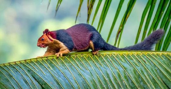Trong khi đó, chiếc đuôi của sóc khổng lồ Ấn Độ thường được sử dụng như công cụ giữ thăng bằng khi chúng di chuyển trên cành cây. Ảnh: pixabay