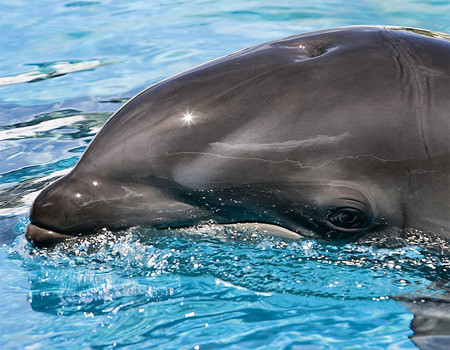 Cá ông chuông phân bố ở Vịnh Hạ Long, Khánh Hoà, Côn Đảo của Việt Nam. Ảnh: vncreatures.