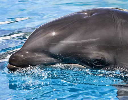 Cá ông chuông phân bố ở Vịnh Hạ Long, Khánh Hoà, Côn Đảo của Việt Nam. Ảnh: vncreatures.