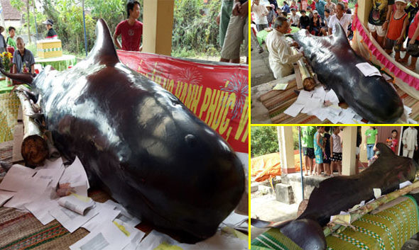 Xét về hình dáng, cá ông chuông có bề ngoài giống với cá hổ kình. Và cũng giống như cá hổ kình, cá ông chuông tấn công và giết chết cá voi khác. Ảnh: dkn.