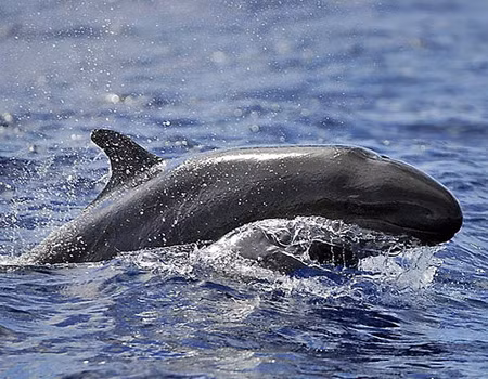 Thức ăn chủ yếu của cá ông chuông là cá nổi và mực, đôi khi chúng tấn công cả các loài thú biển khác để ăn thịt. Ảnh: vncreatures.