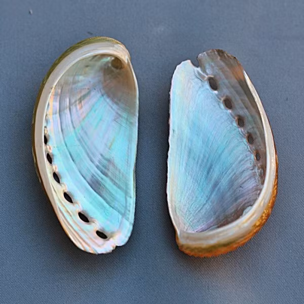 Bào ngư hình vành tai ăn tảo đa bào như: Sargassum, Gracilaria…Ảnh: caledonianseashells.