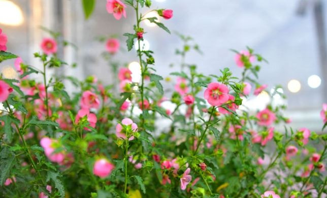 Cẩm quỳ thân gỗ khá dễ trồng và chăm sóc, không tốn quá nhiều công. Ảnh: wordpress.