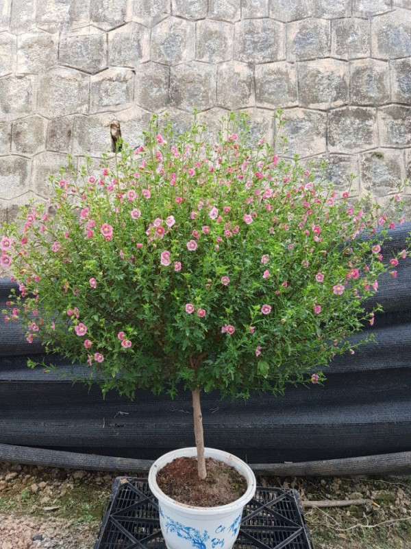 Cẩm quỳ thân gỗ là loài thực vật phù hợp với khí hậu ôn đới và nhiệt đớt. Ảnh: marketonline.