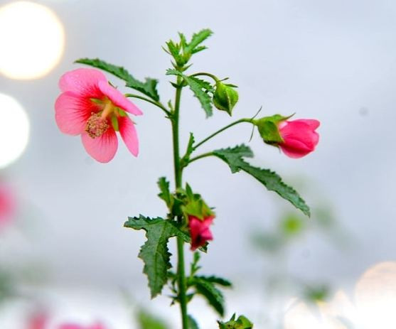 Lá tươi tốt và sắc hoa rực rỡ của cẩm quỳ thân gỗ được xem là mang lại may mắn trong năm mới. Ảnh: vov.