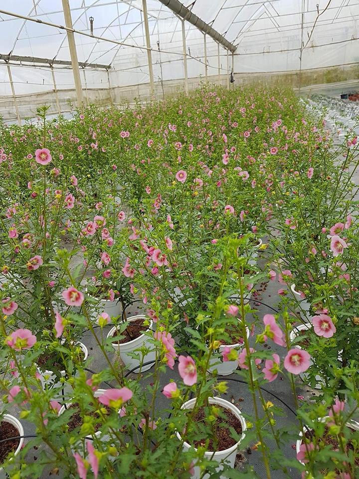 Cẩm quỳ thân gỗ có hoa rất đẹp để chưng Tết với 2 màu là hồng đậm và hồng nhạt. Ảnh: vuonxanhviet.