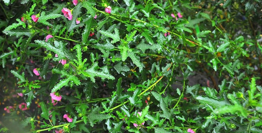 Ở Việt Nam, cẩm quỳ thân gỗ chủ yếu mới được trồng ở Đà Lạt. Ảnh: blogspot.