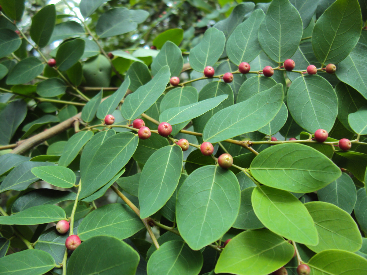 Cây cù đề là loài cây ưa sáng, mọc ở bờ ruộng, lùm bụi vùng thấp đến các rừng rụng lá ở độ cao 1000m. Ảnh: wikimedia.