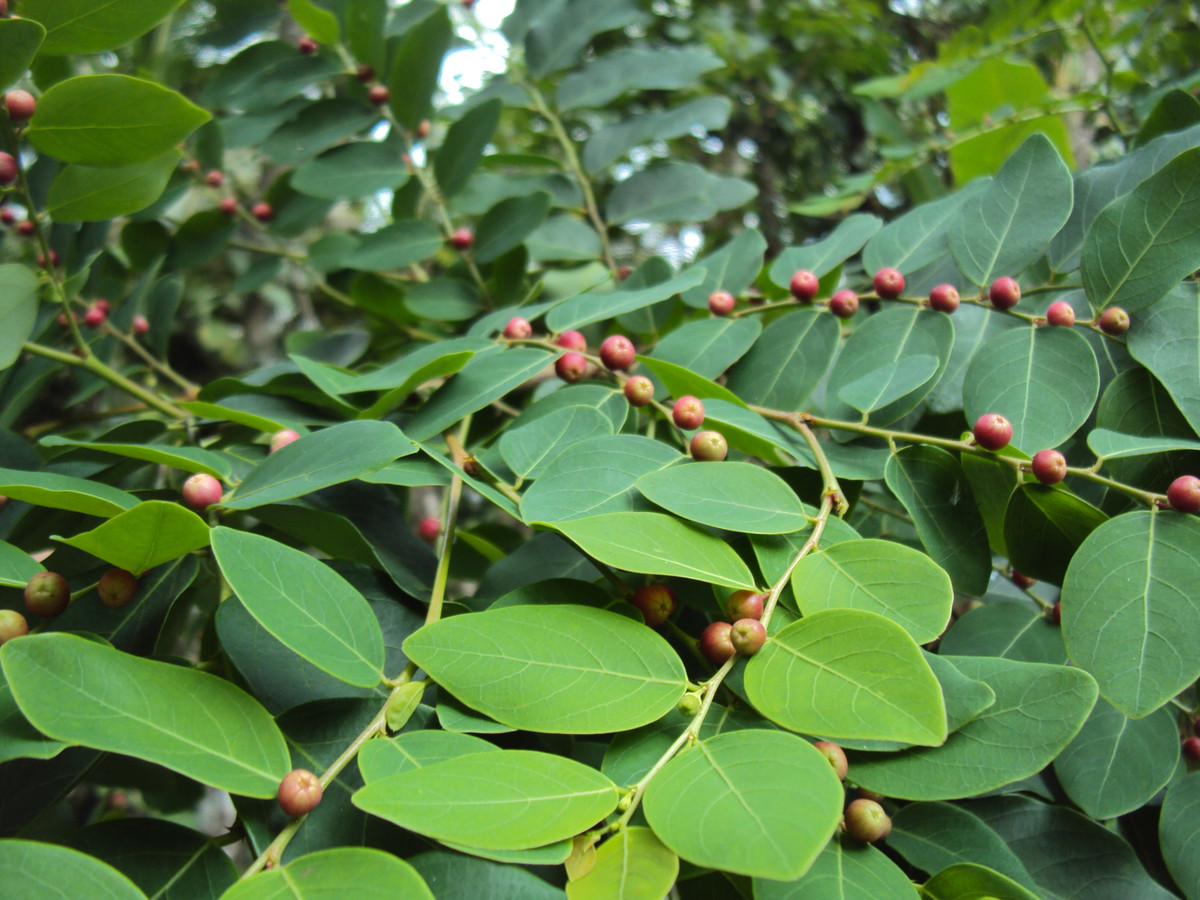 Trên thế giới, cây cù đề phân bố ở Ấn Độ, Trung Quốc, Nhật Bản, Campuchia, Thái Lan, quần đảo Mã Lai và Philippines. Ảnh: wikimedia.