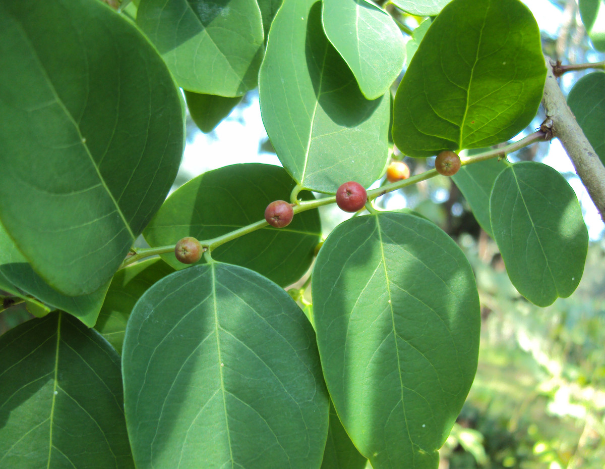 Cây cù đề là loài cây được sử dụng để chữa trị khá nhiều bệnh trong dân gian. Ảnh: wikimedia.