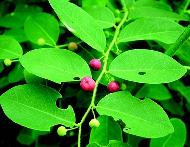 Ở Malaysia, một số dân tộc ít người dùng lá cây cù đề làm rau ăn; dịch lá được dùng làm thuốc bổ trợ cho phụ nữ uống sau khi sinh. Ảnh: indiabiodiversity.