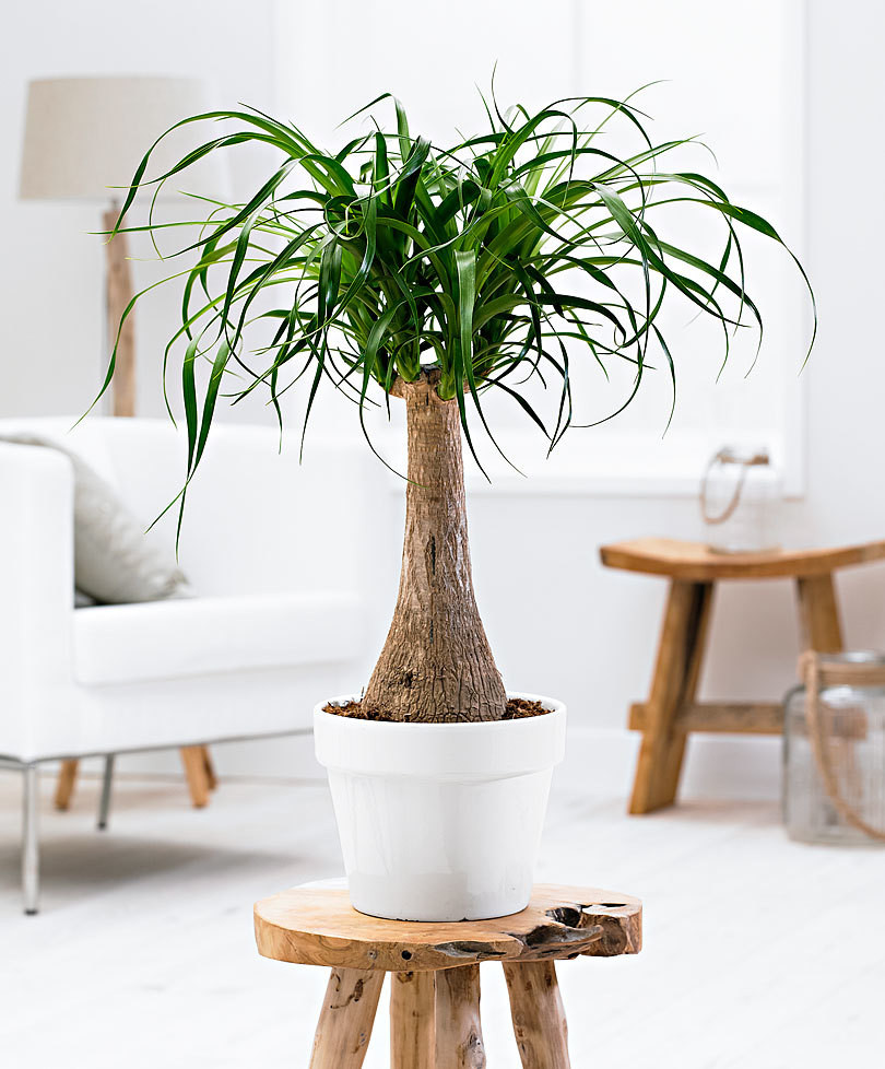 Do có hình dáng đẹp nên lan bình rượu được dùng làm cây cảnh và được trồng khá phổ biến ở các tỉnh Nam bộ. Ảnh: maivangthuduc.