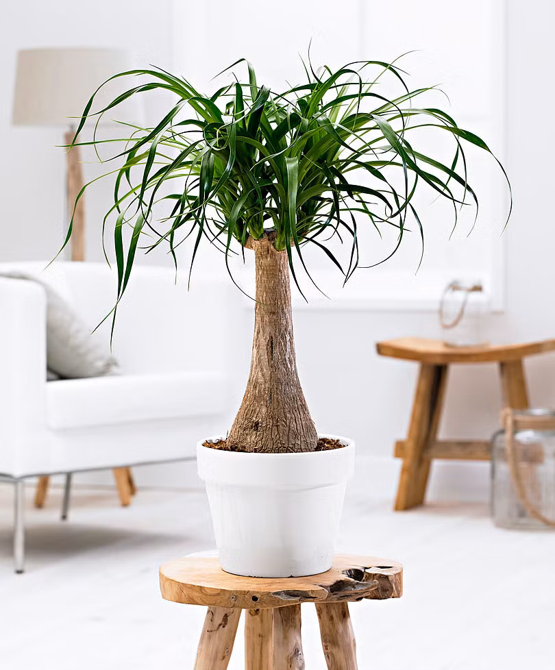 Do có hình dáng đẹp nên lan bình rượu được dùng làm cây cảnh và được trồng khá phổ biến ở các tỉnh Nam bộ. Ảnh: maivangthuduc.