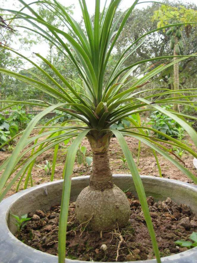 Lan bình rượu có thể sống sót trong điều kiện ít nước và chăm sóc bởi nó có khả năng giữ nước trong thân cây. Ảnh: chohoavietnam.