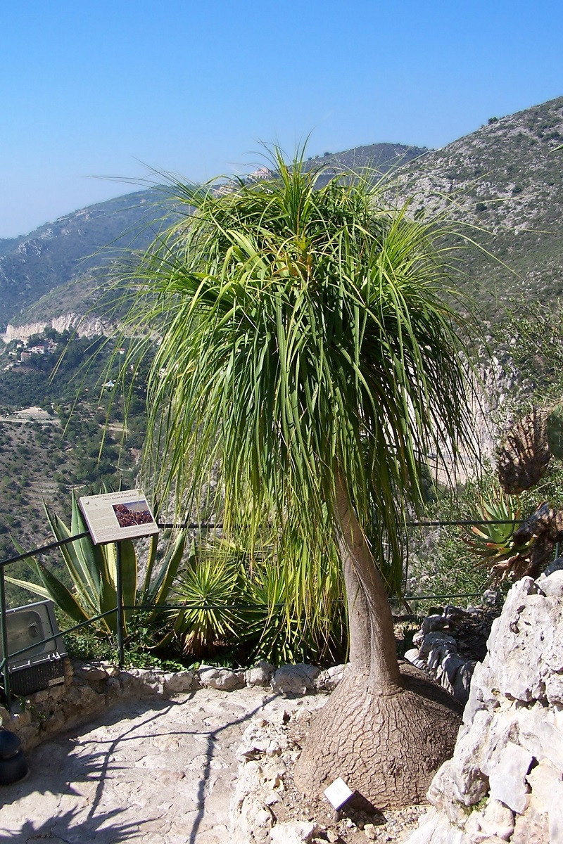 Hoa của cây lan bình rượu có hình nón, màu trắng sữa, cuống hoa khá nhỏ. Ảnh: blogcaycanh.