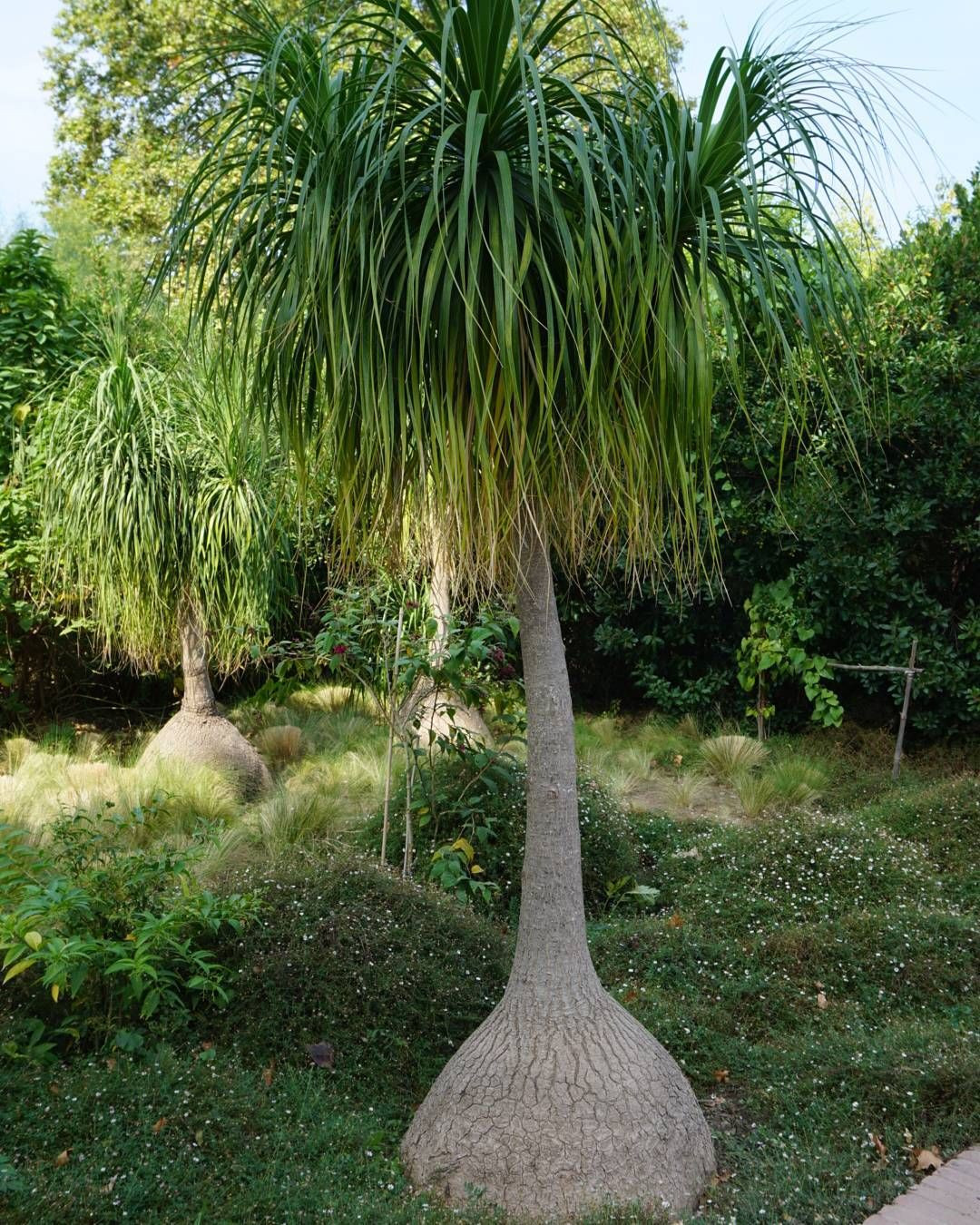 Lan bình rượu là loại cây nội thất đẹp được trồng trong nước, trong chậu. Ảnh: pinimg.
