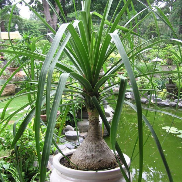 Lan bình rượu có lá mọc từng chùm xếp sát nhau và tập trung ở ngọn với dạng tỏa tròn, dạng dải ruy băng rũ xuống, màu xanh biếc, đầu nhọn, dài 1-2m, rộng 2-3cm. Ảnh: canhquanhanoi.