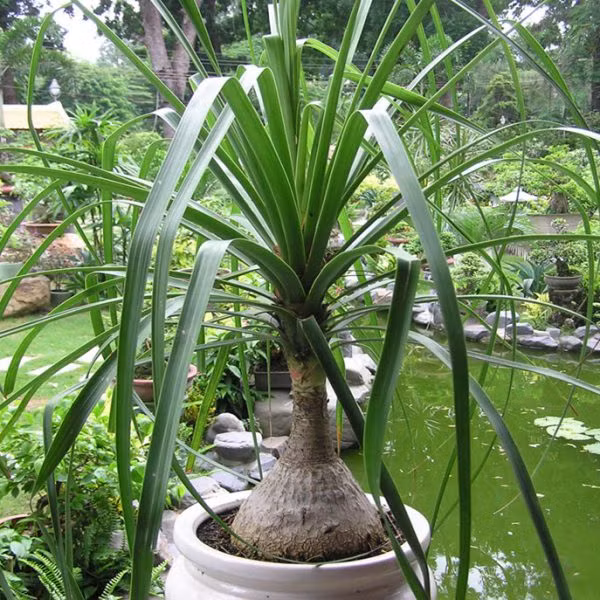 Lan bình rượu có lá mọc từng chùm xếp sát nhau và tập trung ở ngọn với dạng tỏa tròn, dạng dải ruy băng rũ xuống, màu xanh biếc, đầu nhọn, dài 1-2m, rộng 2-3cm. Ảnh: canhquanhanoi.