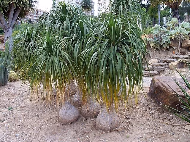 Lan bình rượu có nguồn gốc từ Mexico, sau đó du nhập sang các châu lục khác và nước khác, trong đó có Việt Nam. Ảnh: ydvn.