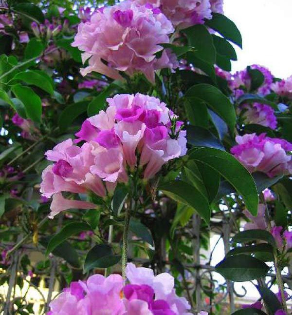 Mặc dù có hoa đẹp nhưng không phải ai cũng có thể chịu được mùi khó chịu của loài hoa này. Ảnh: hongcaycanh.