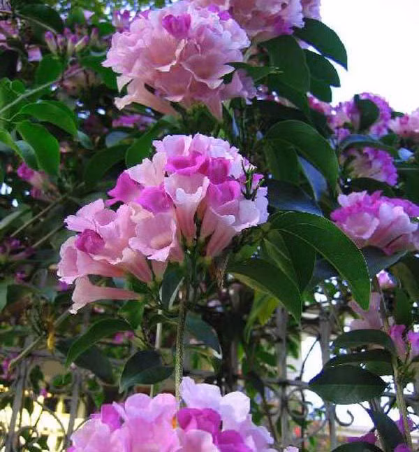 Mặc dù có hoa đẹp nhưng không phải ai cũng có thể chịu được mùi khó chịu của loài hoa này. Ảnh: hongcaycanh.