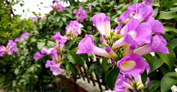 Ngoài khả năng đuổi rắn, hoa lan tỏi còn có thể sử dụng làm thuốc giúp an thần, trị đau lưng, bổ thận…Ảnh: tronghoa.