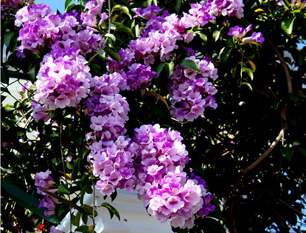 Hoa lan tỏi dễ rụng, nát. Mùa hoa lan tỏi ngắn, hoa nở rộ vào đầu mùa khô (tháng 10 - 12) hay giữa mùa mưa, ở các cành già, hoa nở dày đặc che kín cả lá. Ảnh: chohoaviet.