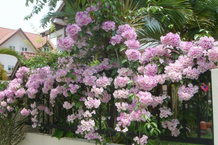 Hoa lan tỏi có lá và hoa tỏa ra mùi tỏi nồng, thậm chí còn nồng hơn cả mùi tỏi nên có tác dụng xua đuổi rắn. Ảnh: saigonhoa.