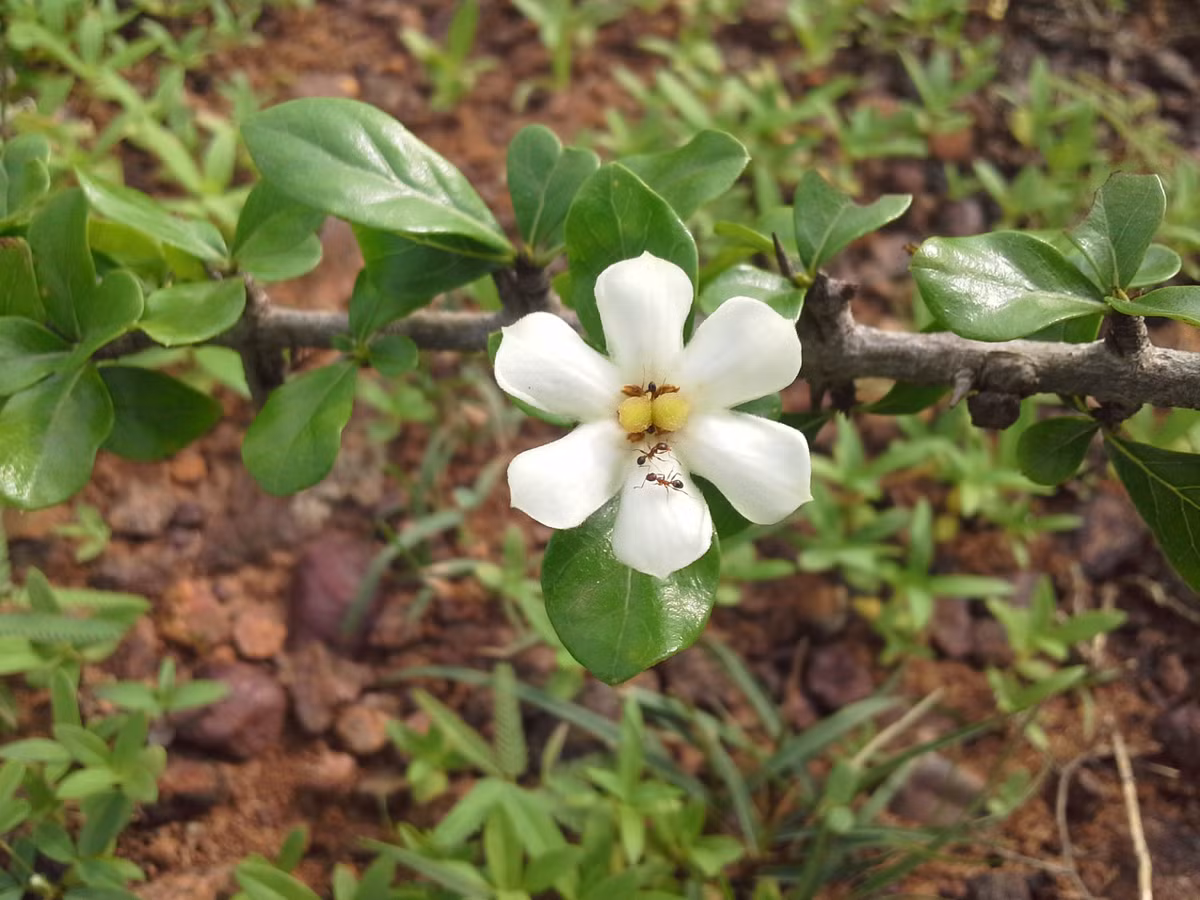 Găng trâu ra hoa tháng 3-9, quả tháng 3-11. Ảnh: wikimedia.