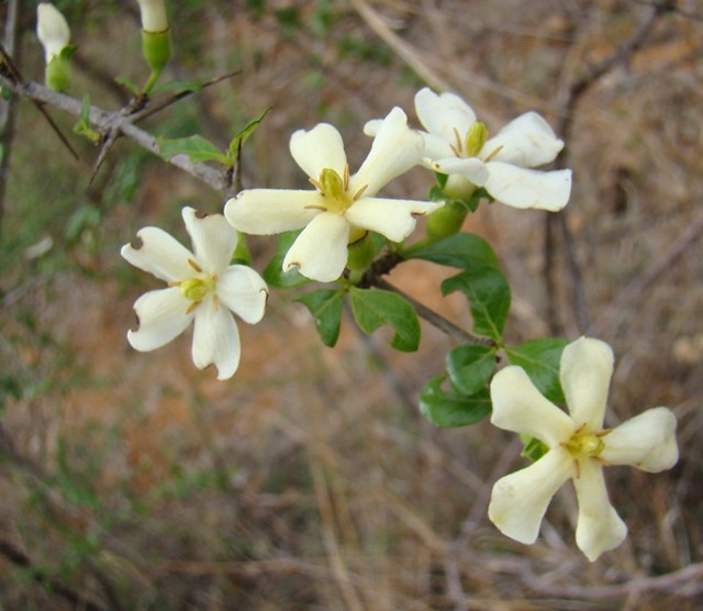 Ngoài ra, quả, rễ và vỏ cây găng trâu còn được sử dụng làm thuốc, có thể dùng để gây nôn mửa. Ảnh: staticflickr.