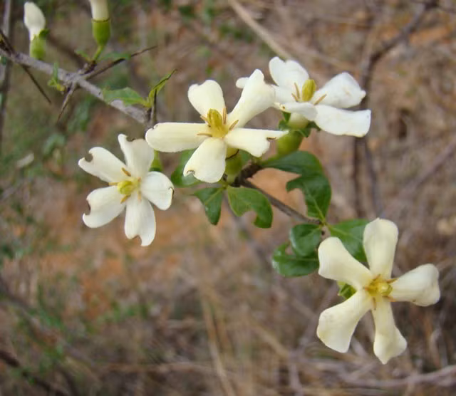 Ngoài ra, quả, rễ và vỏ cây găng trâu còn được sử dụng làm thuốc, có thể dùng để gây nôn mửa. Ảnh: staticflickr.