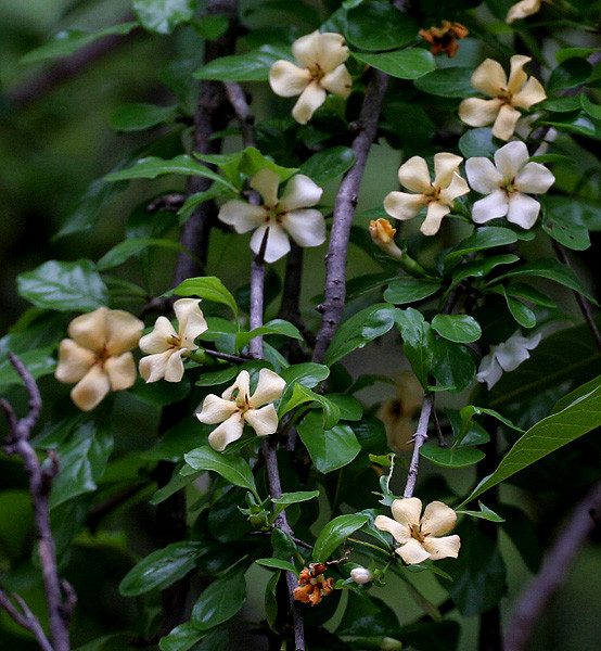 Trong khi đó, lá găng trâu thường dùng làm thạch (sương sâm). Ảnh: blogcaycanh.