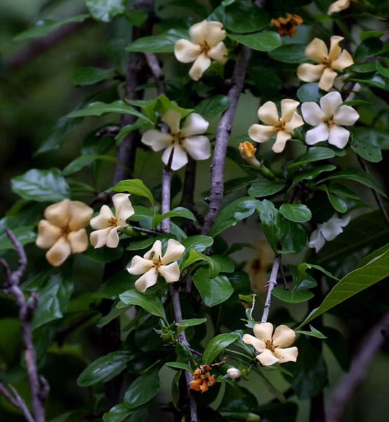 Trong khi đó, lá găng trâu thường dùng làm thạch (sương sâm). Ảnh: blogcaycanh.