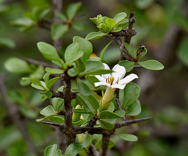  Cây găng trâu có tên khoa học là Catunaregam spinosa. Đây là loại cây gỗ nhỏ, rất nhiều cành, trên cành rất nhiều gai dài 5mm - 15mm. Lá cây hình bầu dục, hoa màu vàng nhạt hay trắng nhạt, quả mọng màu vàng nhạt. Ảnh: thaythuoccuaban.
