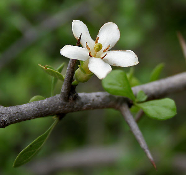 Trên thế giới, cây găng trâu mọc ở khắp vùng Viễn đông nhiệt đới và Ðông Phi châu nhiệt đới. Ảnh: ydvn.