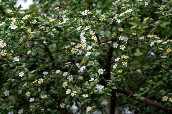 Găng trâu mọc hoang hoặc được trồng làm hàng rào vì có nhiều gai. Ảnh: ydvn.