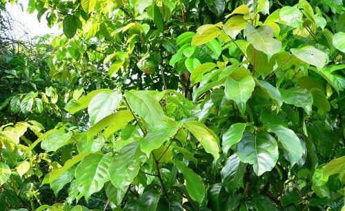 Tại Việt Nam, cây vù hương phân bố rải rác ở một số tỉnh miền núi như Cao Bằng, Quảng Ninh, Thái Nguyên, Nghệ An, Quảng Bình, Quảng Trị, Thừa Thiên Huế và Quảng Nam. Ảnh: caythuoc.