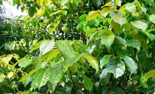 Tại Việt Nam, cây vù hương phân bố rải rác ở một số tỉnh miền núi như Cao Bằng, Quảng Ninh, Thái Nguyên, Nghệ An, Quảng Bình, Quảng Trị, Thừa Thiên Huế và Quảng Nam. Ảnh: caythuoc.