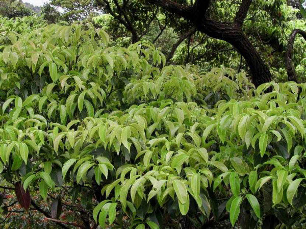 Trên thế giới, cây vù hương phân bố ở một số vùng rừng nhiệt đới hoặc cận nhiệt đới ở Ấn Độ, Trung Quốc và Indonesia. Ảnh: ydvn.