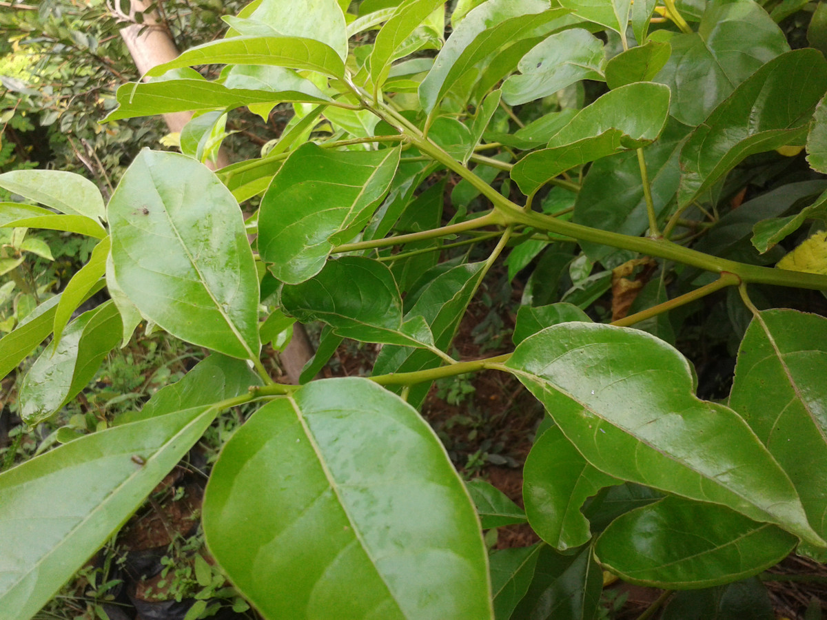 Cây vù hương ra hoa vào tháng 1 - 5, mùa quả chín từ tháng 6 - 9. Ảnh: vingarden.