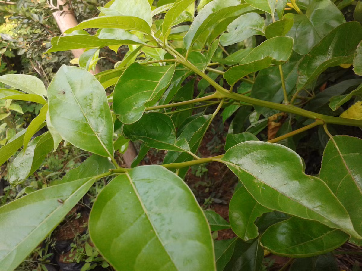 Cây vù hương ra hoa vào tháng 1 - 5, mùa quả chín từ tháng 6 - 9. Ảnh: vingarden.