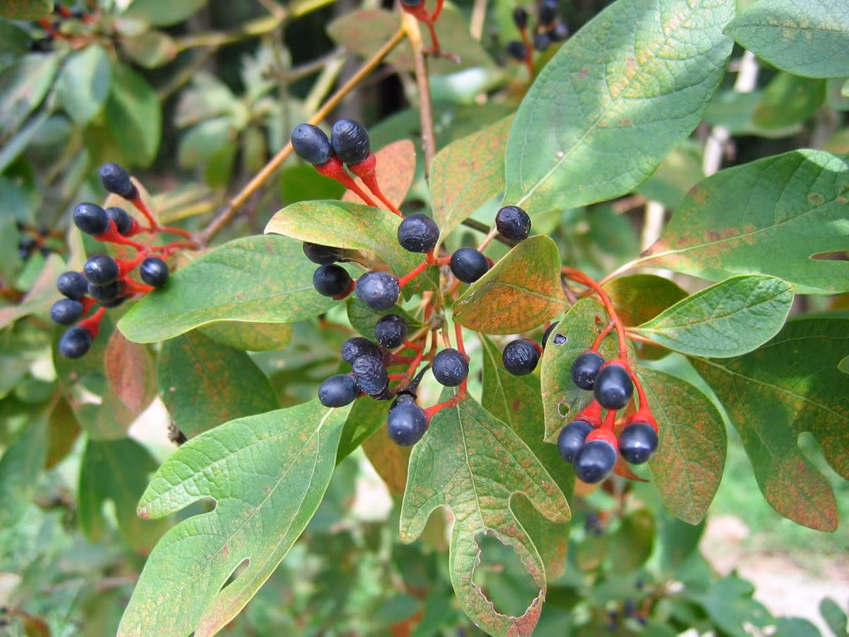 Lá, gỗ, thân, rễ vù hương đều có thể được sử dụng làm thuốc. Ảnh: caythuoc.